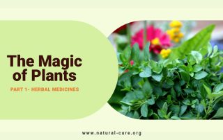 Exploring the Magic of Herbal Medicines - The Magic of Plants Series